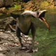 Hesperornis