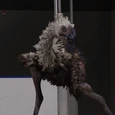 Oiseau Terreur