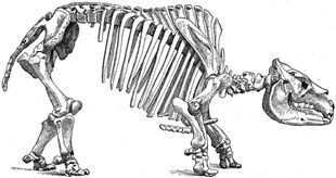 Toxodon