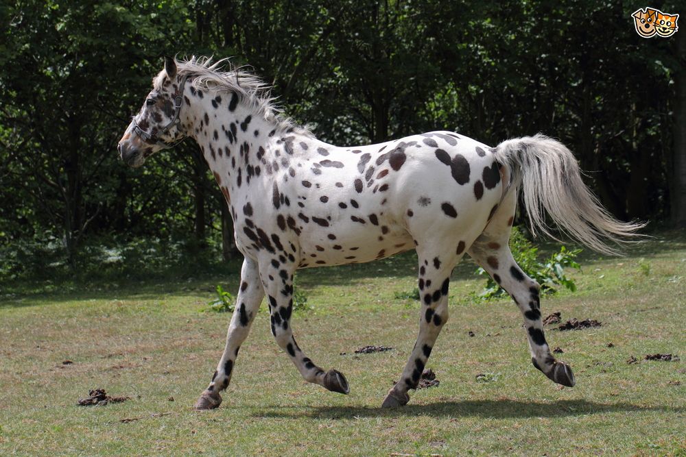 Appaloosa, Red Dead Wiki