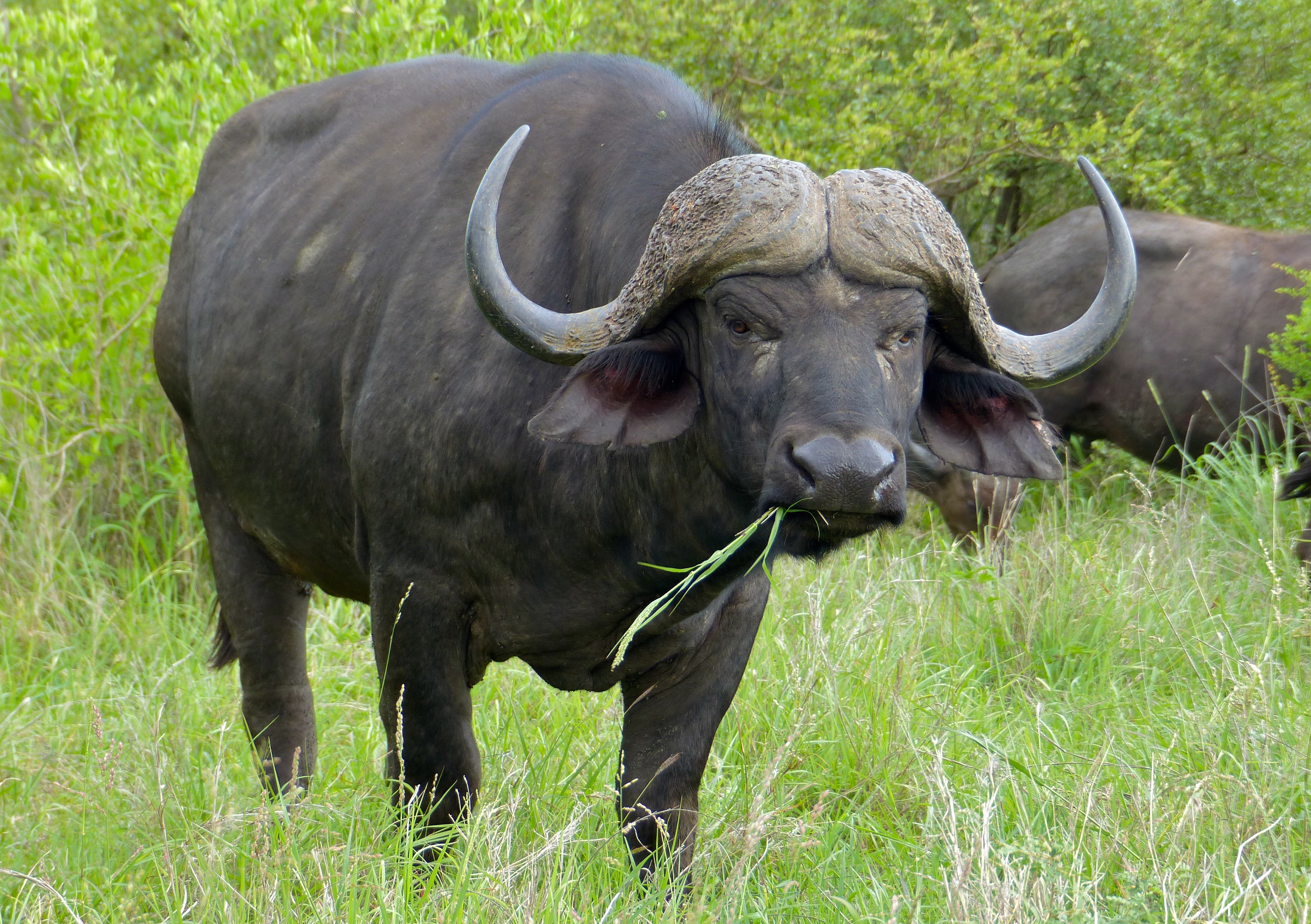 Cape buffalo top