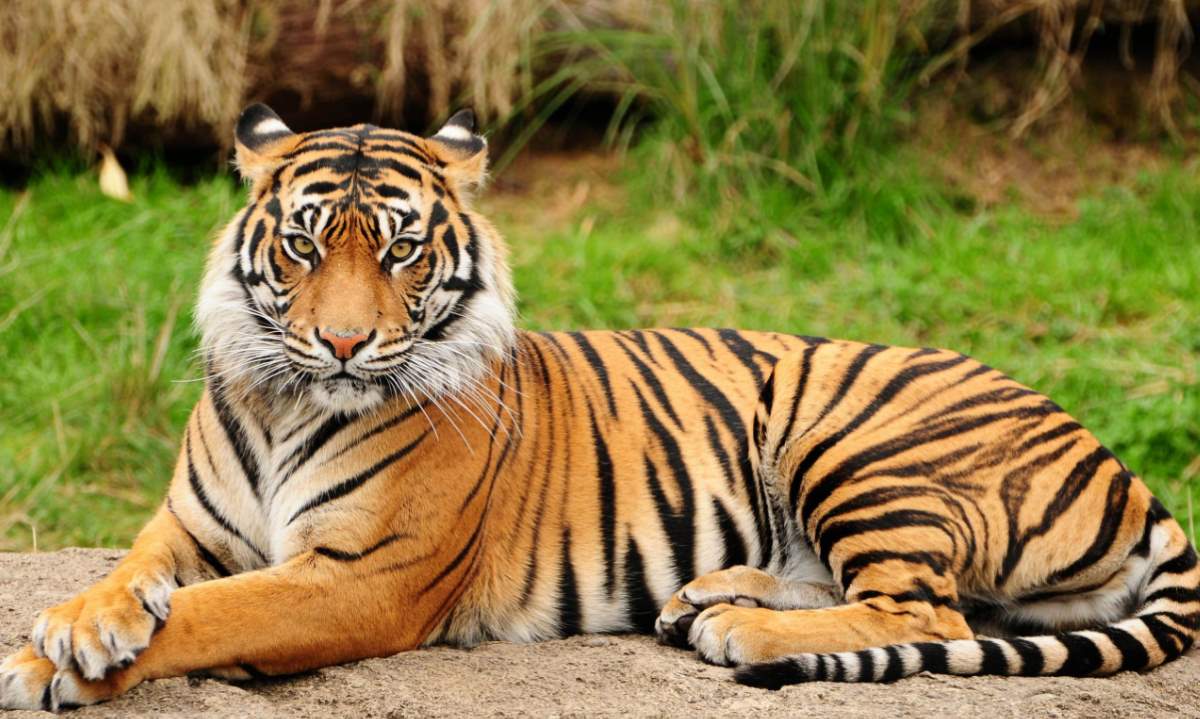 The Bengal Tiger: One of the biggest wild cats alive today - CGTN