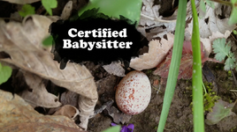 Certified Babysitter