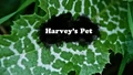 Title-HarveysPet