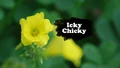 Title-IckyChicky