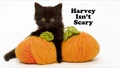 Title-HarveyIsntScary