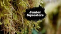 Title-JrSquealers