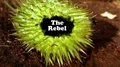 The Rebel title card