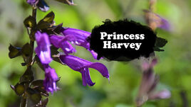 Princess Harvey