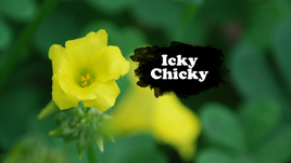 Icky Chicky