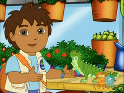 Diego with Green Iguana