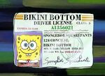 Spongebobs fuehrerschein