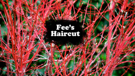 Fee's Haircut