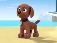 Zuma, PAW Patrol Wiki