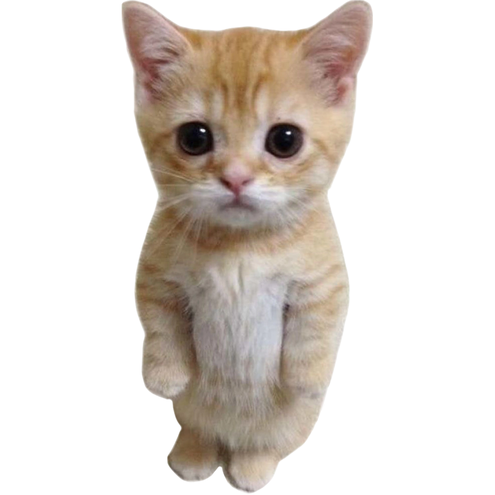 Котик эльгато. Котик эльгато. Эль гато котенок. El gato кот. Котик эльгато.