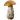 Forest Mushroom