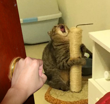 chonky cat Nico s Nextbots Fanmade Wiki Fandom