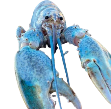 Rare 'Cotton Candy' Blue Lobster Is a 1-in-100 Million Catch, Smart News