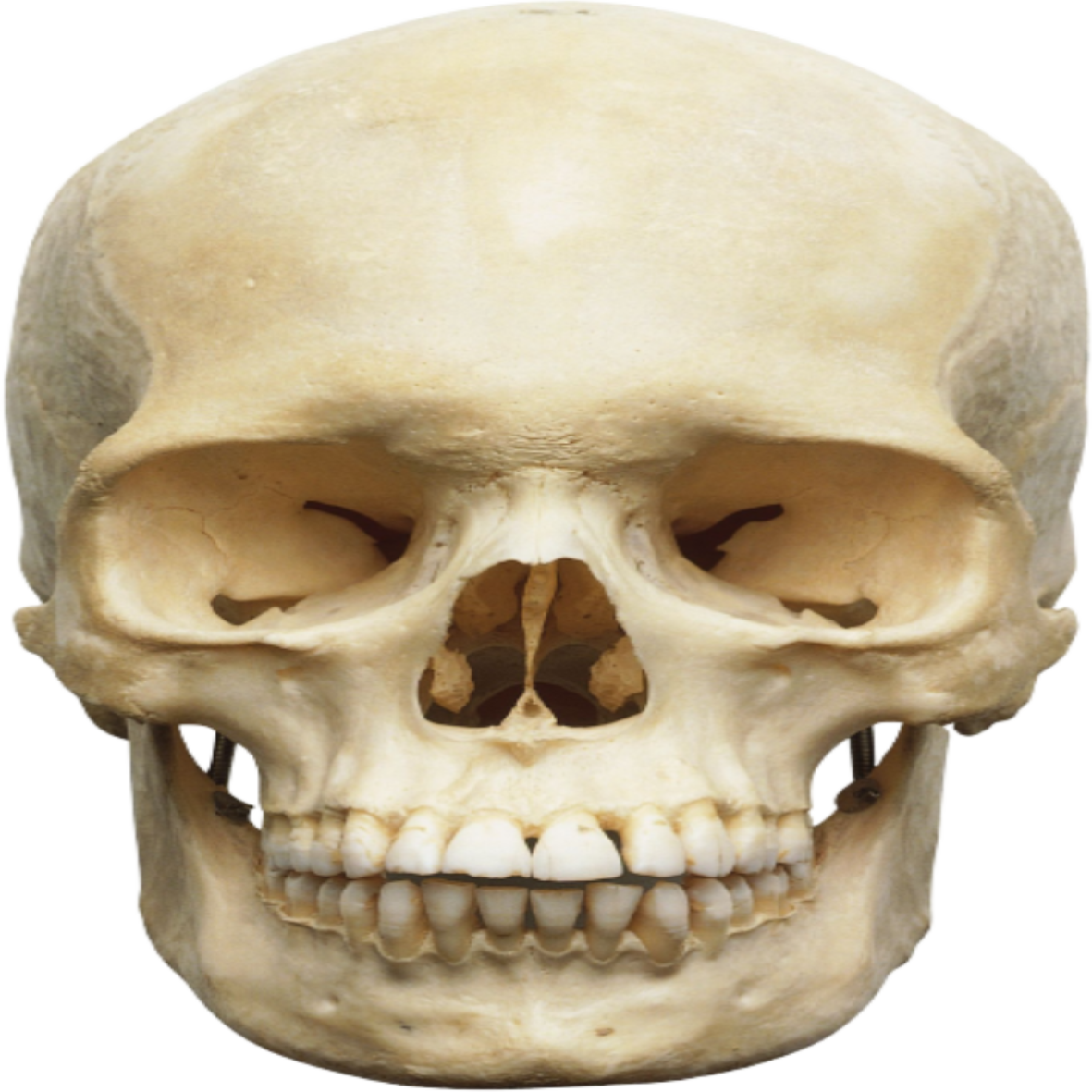 The Bone Snatcher - Wikipedia