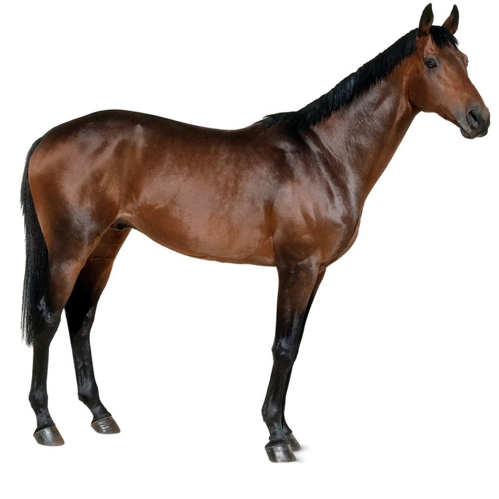 Picture Of A Horse