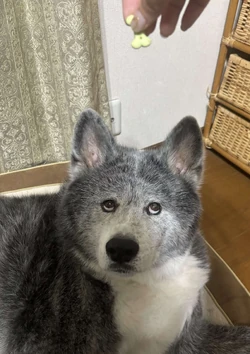 犬かわいがり屋さん | Nico's Nextbots Wiki | Fandom