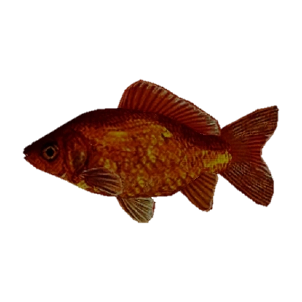 user_9fbdb4ff  希少　GO FISH user_9fbdb4ff 希少 GO FISH user_9fbdb4ff 希少 GO FISH Go Fish! Fun