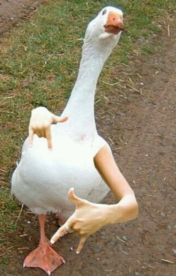 funny duckling