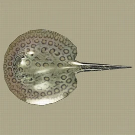 Freshwater Ray Entry