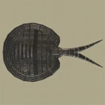 Freshwater Ray Machine Entry