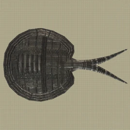 Freshwater Ray Machine Entry