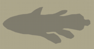 Coelacanth