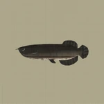 Arowana Machine Entry