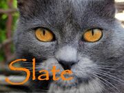 Slate