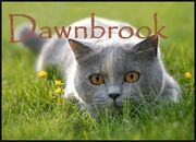 Dawnbrook