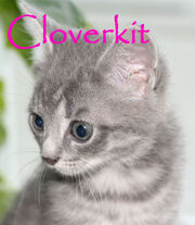 Cloverkit