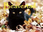 Beavertail