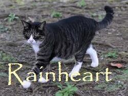 Rainheart