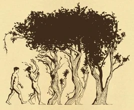 Whispering Forest Evolution