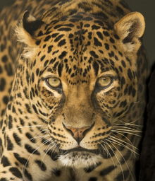 A leopard; Galen's animal form