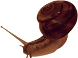 Snail