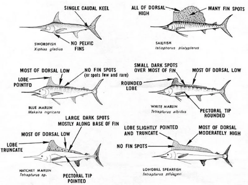 Swordfish | Ninja Fishing (Updated) Wiki | Fandom