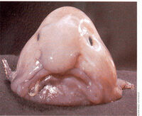 Real Blob Fish