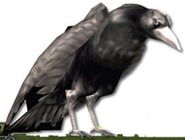 Enemy Crow 128