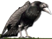 NG1: Crow (cannot be killed in NG1-Sigma)