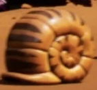 Zant-Tanz’s shell.jpeg (9 KB) Shell