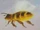 Bees