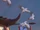 Seagulls