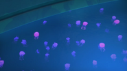 Jellyfish's pool