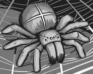 Green spider (Valley of the Sphinx)