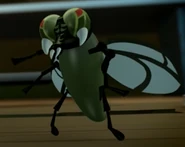 Fly infected by Fangpyre venom